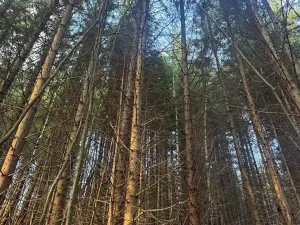 Prodej lesa, Huslenky, 11045 m2