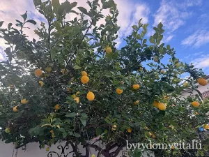 Prodej domu, Scalea, Kalábrie, Itálie, 65 m2