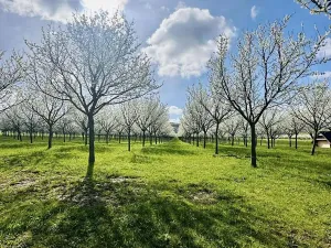 Pronájem sadu/vinice, Komňa, 50600 m2