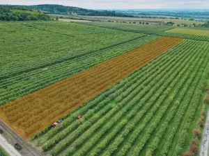 Prodej sadu/vinice, Červené Pečky, 13966 m2