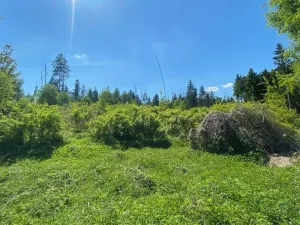 Dražba lesa, Kropáčova Vrutice, 15167 m2