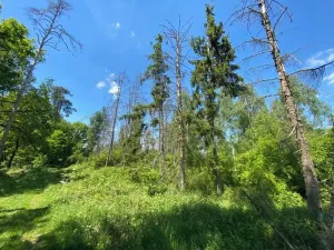 Dražba lesa, Kropáčova Vrutice, 15167 m2