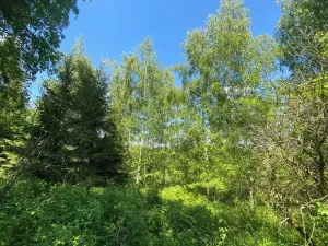 Dražba lesa, Kropáčova Vrutice, 15167 m2