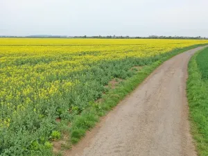 Prodej pole, Klecany, V Honech, 5953 m2