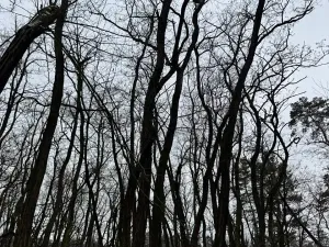 Prodej podílu lesa, Černěves, 9239 m2