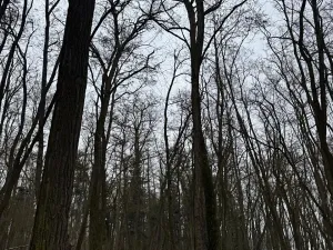 Prodej podílu lesa, Černěves, 9239 m2