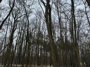 Prodej podílu lesa, Černěves, 9239 m2