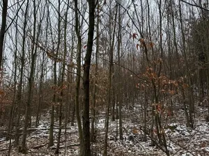 Prodej lesa, Lutonina, 18019 m2