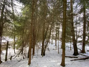 Prodej lesa, Volfířov - Brandlín, 3426 m2