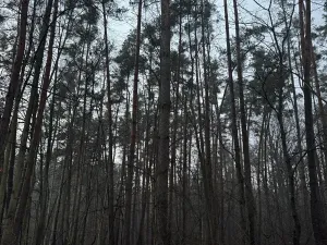 Prodej podílu lesa, Břehy, 1092 m2