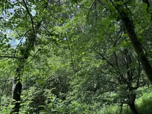 Prodej podílu pozemku, Suchdol, 3247 m2