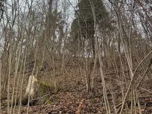 Prodej lesa, Zlatá Koruna, 2337 m2