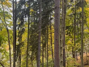 Prodej lesa, Přísečná, 15088 m2