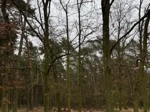 Prodej lesa, Libotenice, 17863 m2