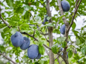 Prodej činžovního domu, České Budějovice, Lidická tř., 652 m2