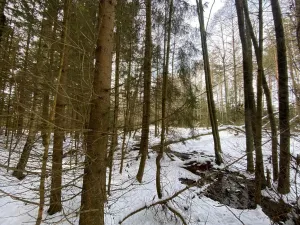 Prodej lesa, Volfířov - Brandlín, 3892 m2