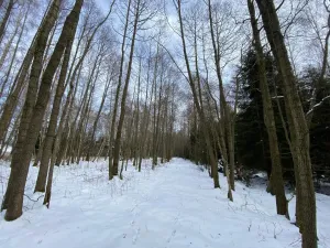 Prodej lesa, Volfířov - Brandlín, 3892 m2