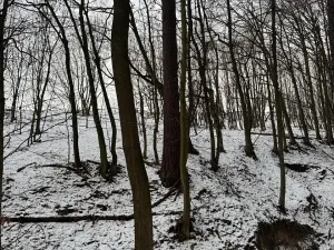 Prodej lesa, Vyškov, 1783 m2