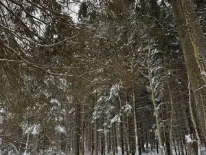 Prodej lesa, Olešník, 5100 m2