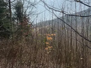 Prodej lesa, Huslenky, 16650 m2