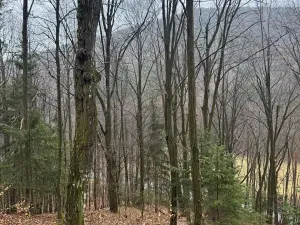 Prodej lesa, Huslenky, 16650 m2