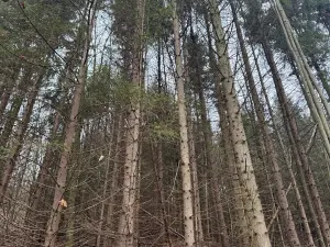 Prodej lesa, Huslenky, 29988 m2