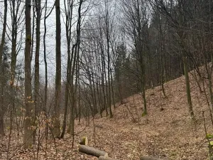 Prodej lesa, Huslenky, 29988 m2
