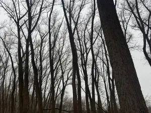 Prodej podílu lesa, Přerov nad Labem, 1596 m2