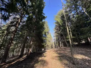 Prodej lesa, Plavy, 32050 m2