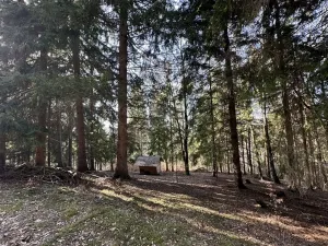 Prodej lesa, Plavy, 32050 m2