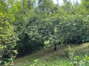 Pronájem zahrady, Křivoklát, 770 m2