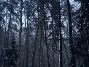 Prodej podílu lesa, Horšovský Týn, 4280 m2