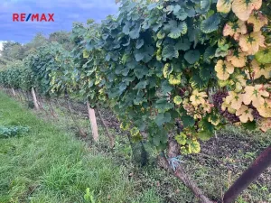 Prodej sadu/vinice, Dolní Dunajovice, 3118 m2