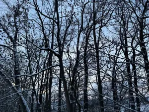 Prodej lesa, Dolní Bousov, 59634 m2