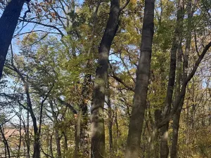 Prodej lesa, Jeníkovice, 12606 m2