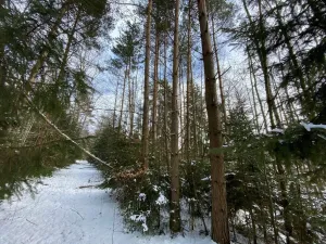 Prodej pozemku, Volfířov - Brandlín, 5958 m2