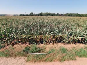 Prodej pole, Moravský Písek, 320 m2