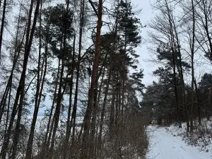 Prodej lesa, Prokopov, 2228 m2