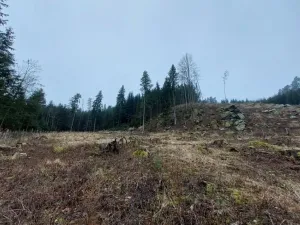 Prodej lesa, Široký Důl, 1408 m2