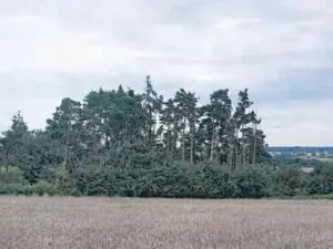 Prodej lesa, Boskovštejn, 2506 m2