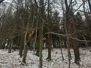 Prodej lesa, Vlčková, 3331 m2