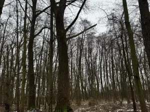 Prodej lesa, Přerov nad Labem, 2268 m2