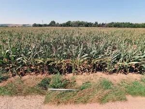 Prodej pole, Moravský Písek, 320 m2