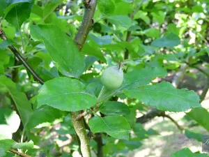 Prodej chaty, Dolní Zálezly, 37 m2