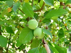 Prodej chaty, Dolní Zálezly, 37 m2