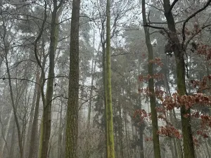 Prodej lesa, Milavče, 5759 m2