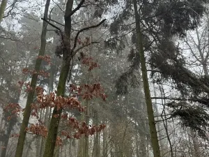 Prodej lesa, Milavče, 5759 m2