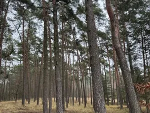Prodej lesa, Libotenice, 63021 m2