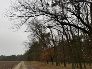 Prodej lesa, Libotenice, 63021 m2