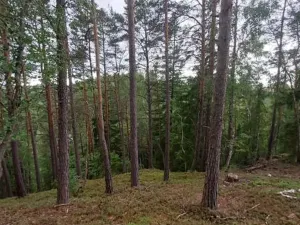 Prodej lesa, Pelhřimov, 14638 m2